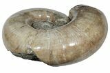 Polished Ammonite (Argonauticeras) Fossil - Giant Specimen! #214773-2